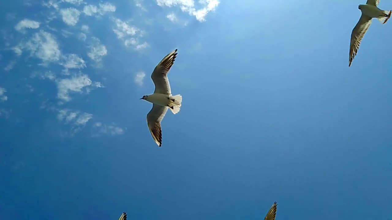 Beautiful Birds fly on the Sky II No Copyright Video & Audio II royalty free