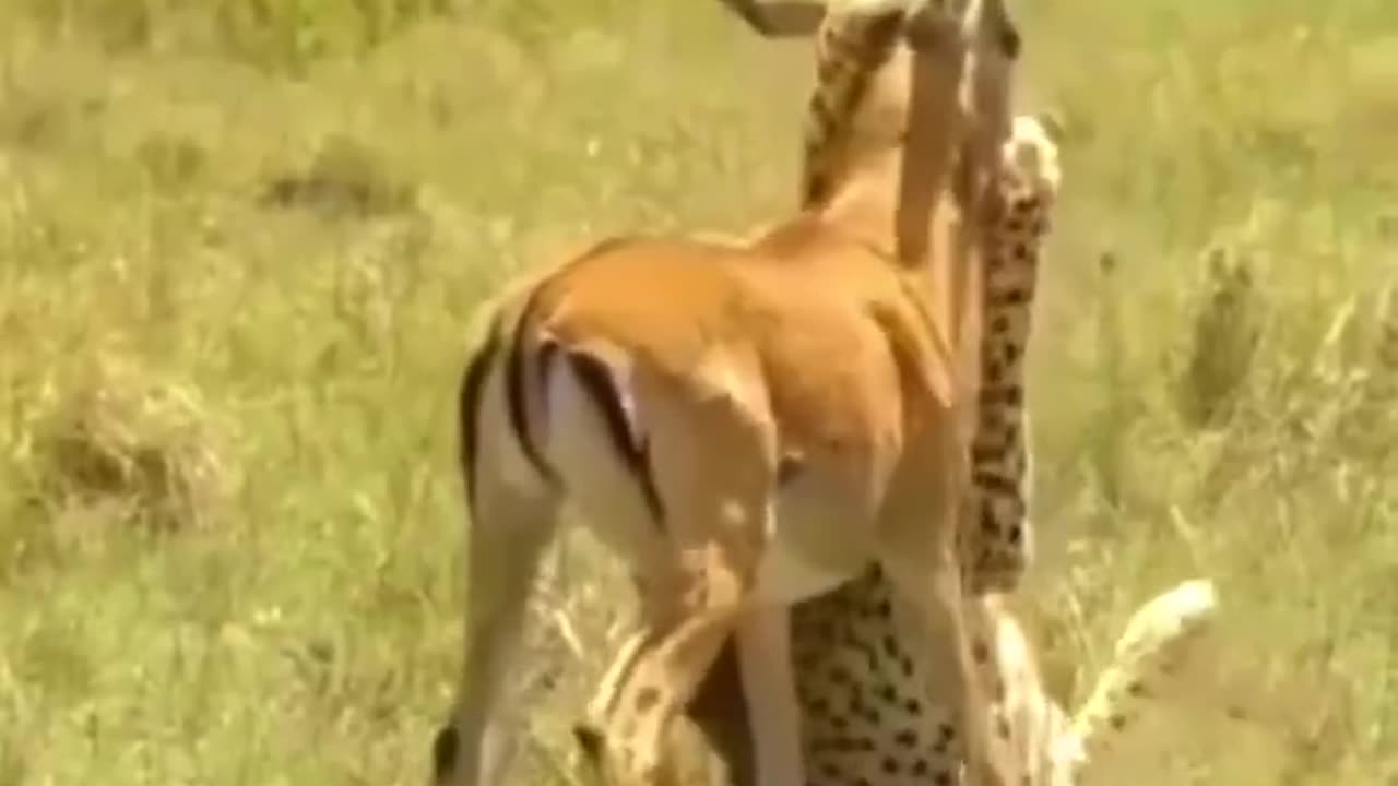 75 km per hour speed cheetah vs deer fight