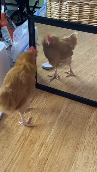 "Your biggest viral is yourself", this chicken said ;)