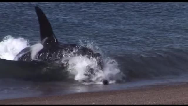Wow orcas are insane 😳😦.