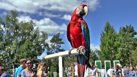 The admiration and astonishment of passers-by from the bright colors of the parrot