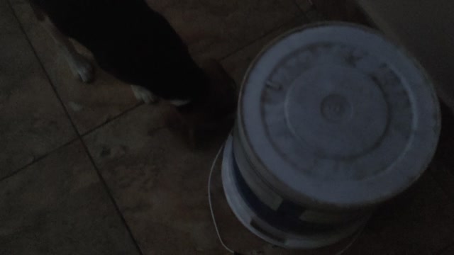 How to busy Dog At Home Using Bucket