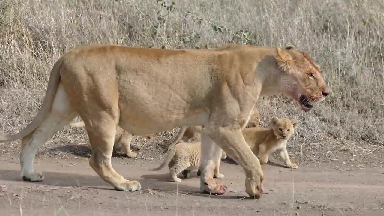 ADORABLE! SIX LION CUBS