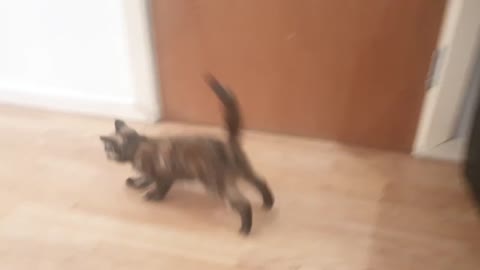 Smart cat