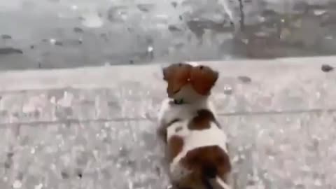 Baby dog 🐶video
