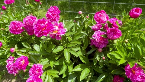 Peonies in bloom
