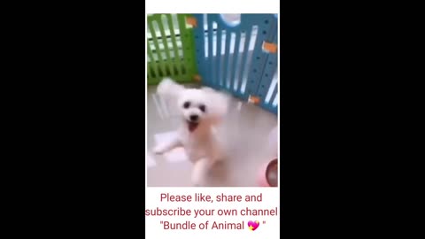 THIS DOG DANCES A LOT 👏👏