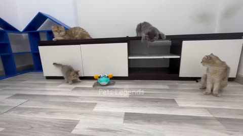 Funny video comedy rumble
