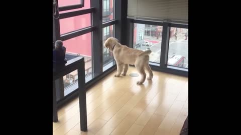 Cute and Funny Cat Dog