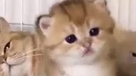 Cute kitten confused 🐱