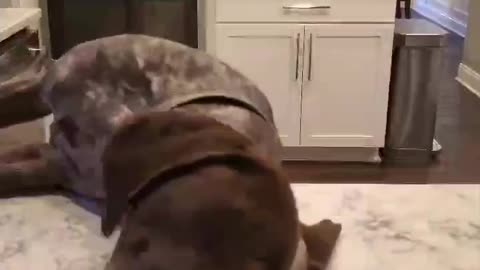 The Great Peperoni Conspiracy