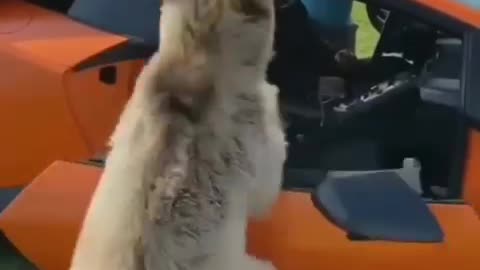 Hilarious Bear Compilation Videos That Will Make You Laugh Out Loud