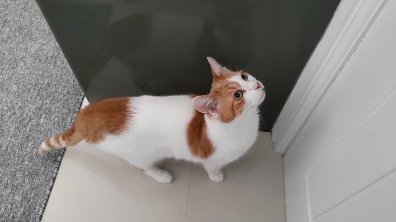 Cat Meowing To Go Outside - 2024