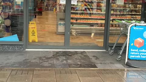 Seagull went into a store, stole a sandwich and left