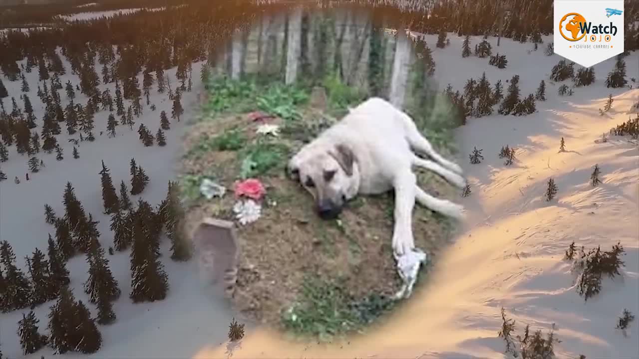 Mama Dog Reunited with her Stolen Puppies...