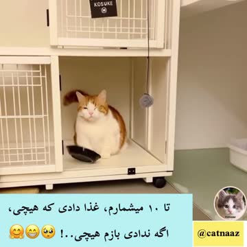 What do cats do when they are hungry?