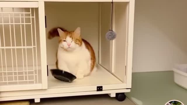 What do cats do when they are hungry?