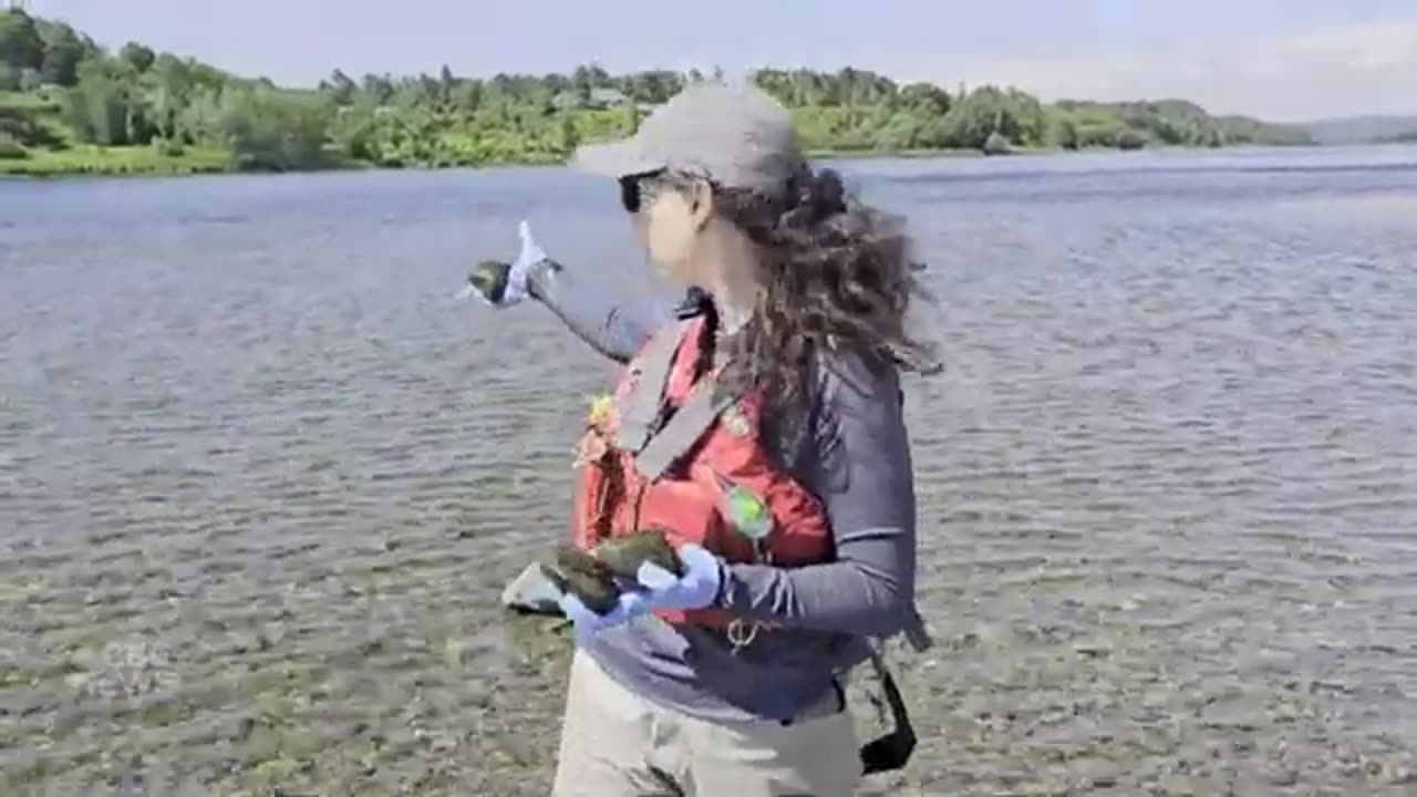 Cyanobacteria blooming unusually early this year in a New Brunswick river CBC News