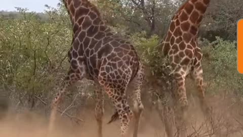 Giraffes Fierce Fight