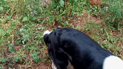 Homesteading on my small farm.