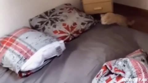 Funny Dog