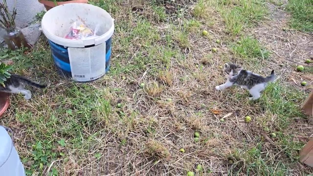 Little kittens are fighting 🥰😂 Funny kittens playing.