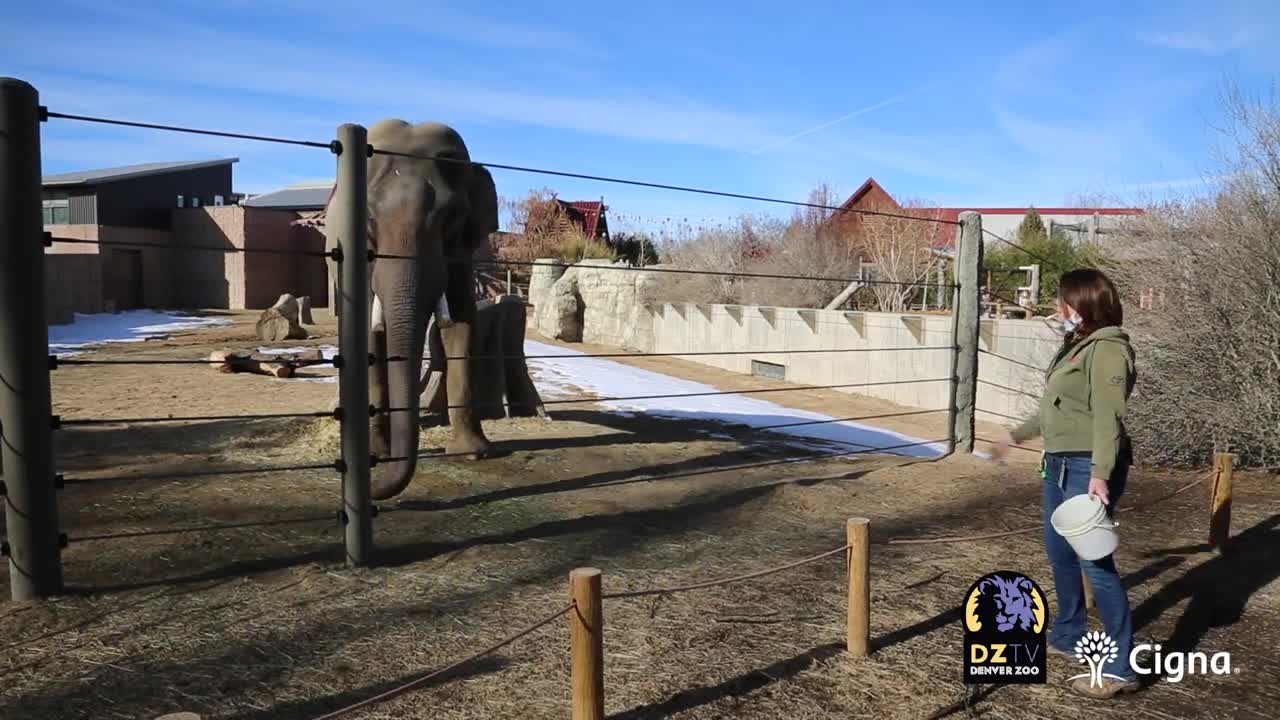 Elephants in Asia