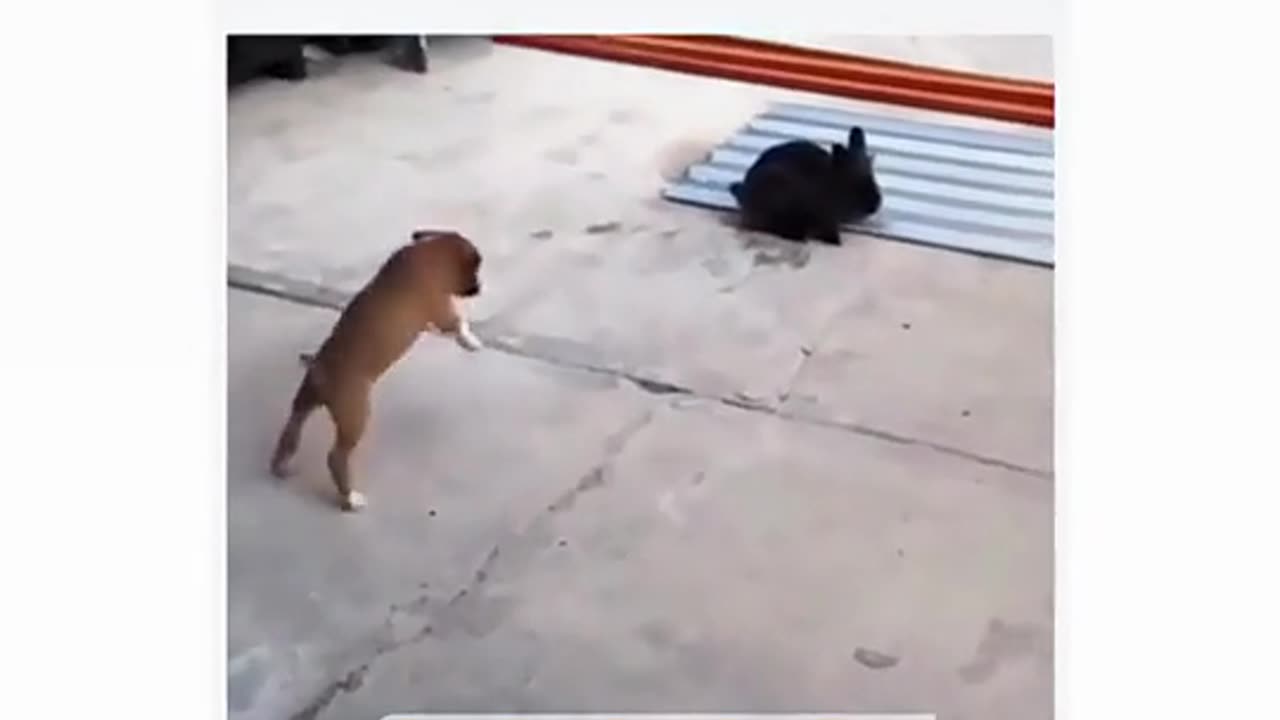 Funny dog