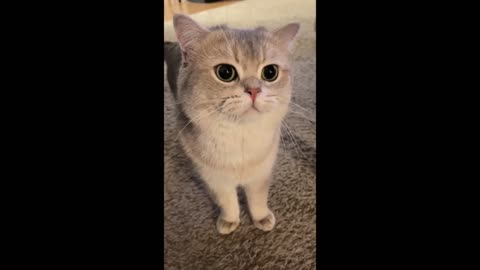 Cat funny video 😌😌