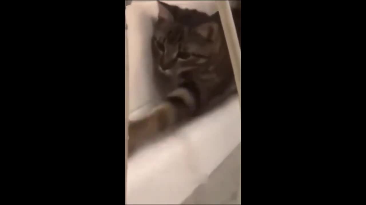 Funny cat reaction 🤣😂