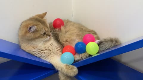 Cats and 100 balls