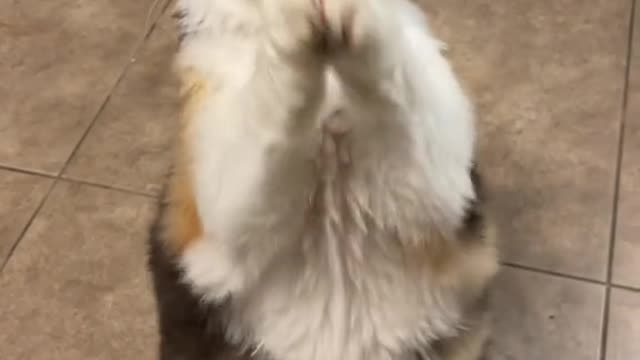 letsgroove#TalkCurlyToMe#pet
