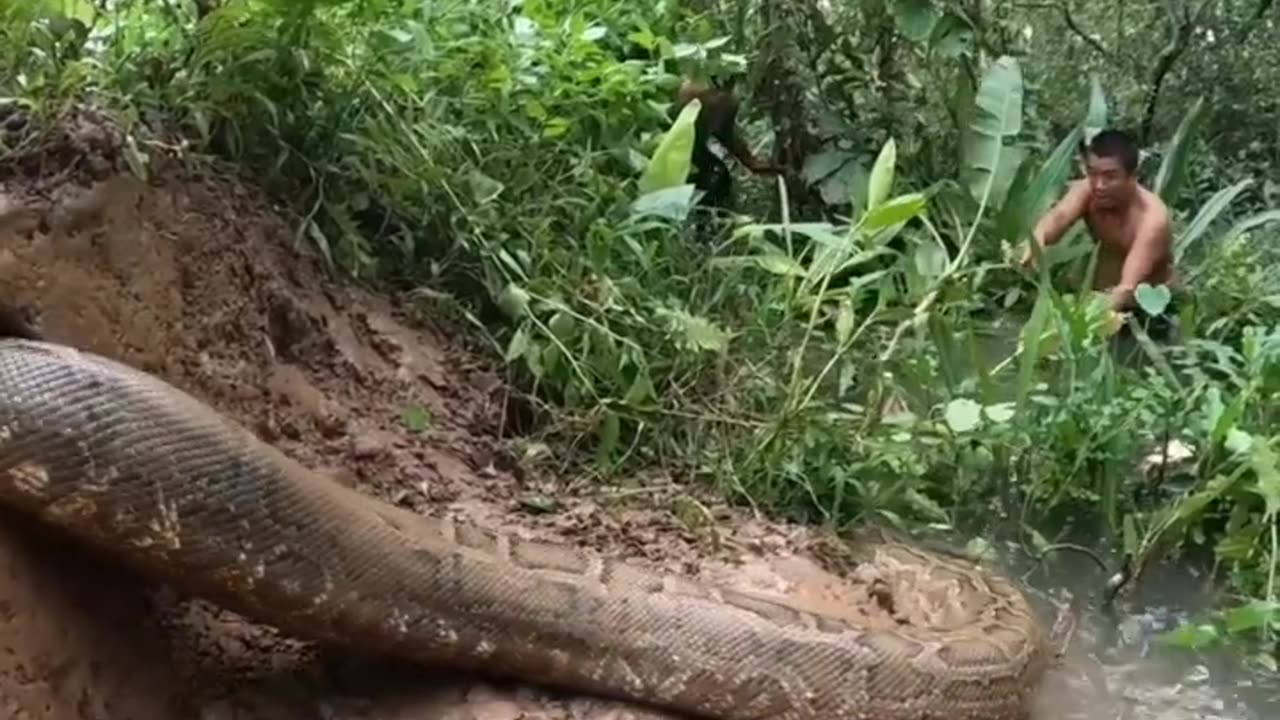 Snake Anaconda Amazing