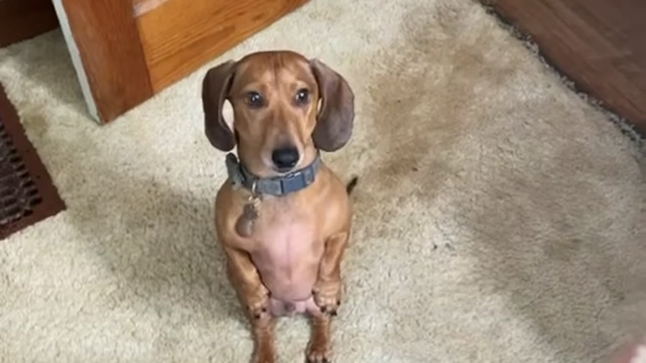 Dachshund Stands For Cupcake