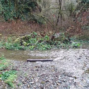 Fern Canyon River Hike
