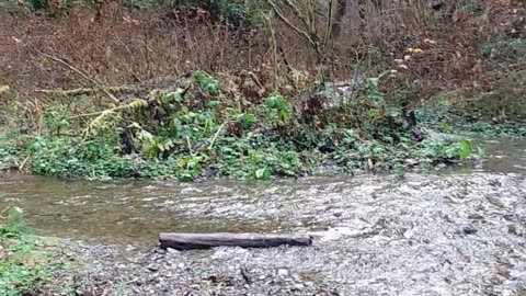 Fern Canyon River Hike