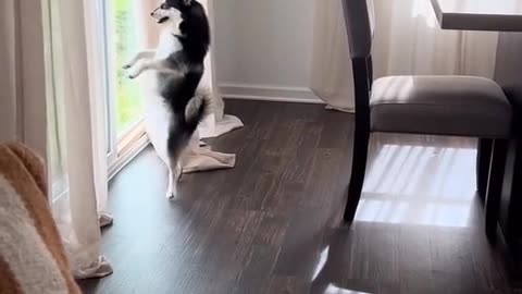 This DOG dance far better than you 😅