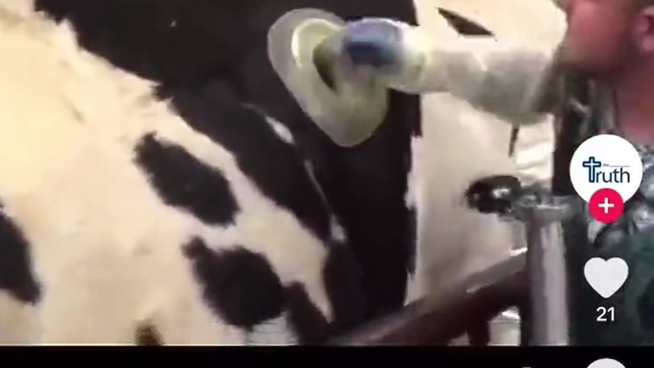 Cows Fed Directly To Stomach