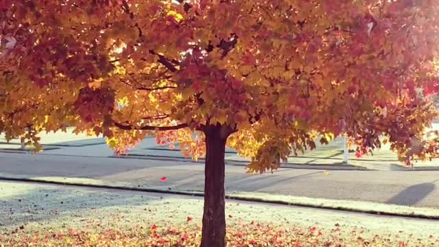 Beautiful Fall Leaves Falling