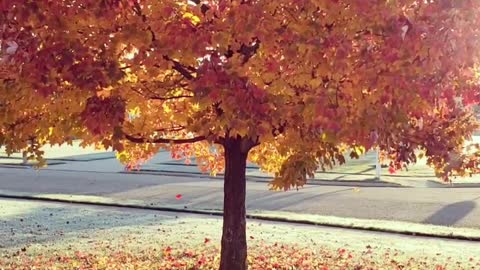 Beautiful Fall Leaves Falling