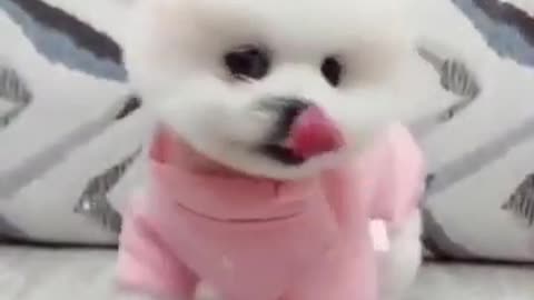 Cute puppy