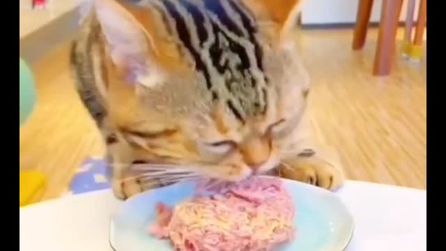 Time for the cat to eat