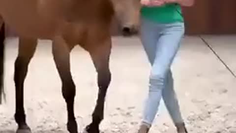 Amazing buddy with Horse