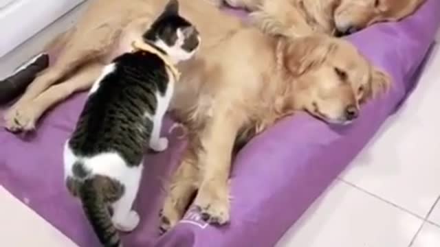 Cute Dogs And Cats