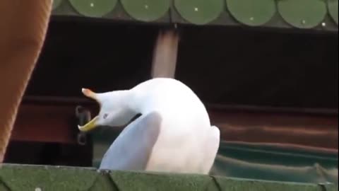 Laughing-Seagull