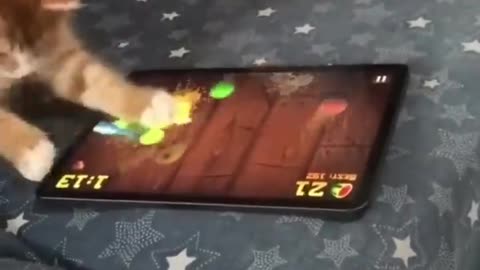 Some very funny pets