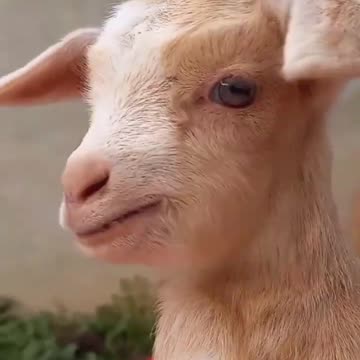Baby goat trying to say something