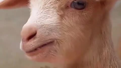 Baby goat trying to say something
