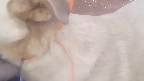 Tommy dog looking for food