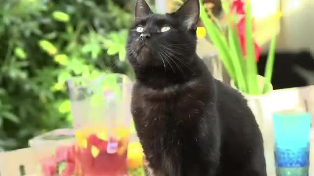 It is a common superstition that black cats are unlucky